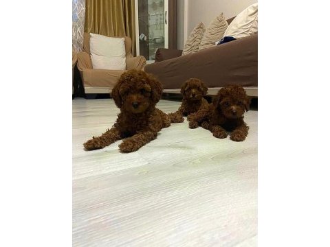 Show kalite red brown toy poodle yavrularımız