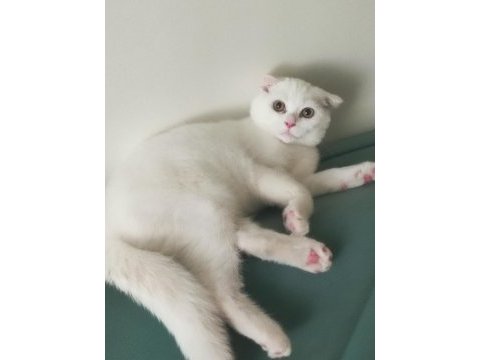 Yavru acil scottish fold