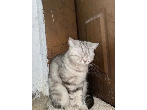 British shorthair dişi