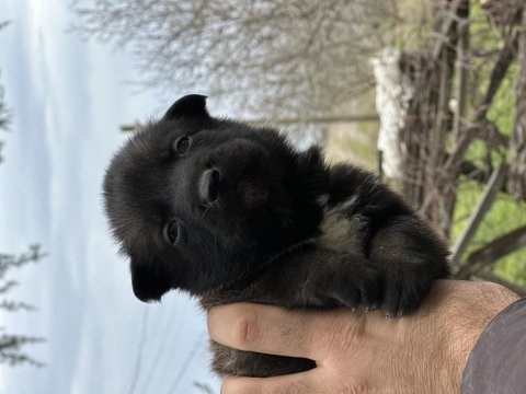 Kaliteli orjinal belçika kurdu isteyenler