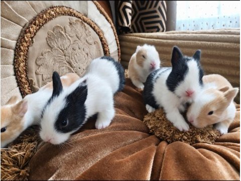 Cüce tavşan yavruları (küçük ırk)
