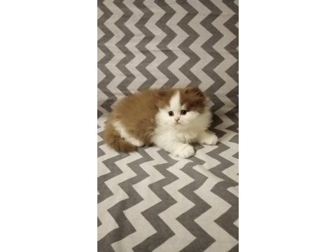 Cinnemon bi color british longhair yavrularımız