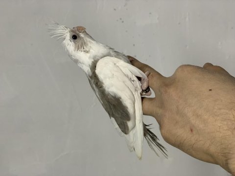 Sultan papağanı yem kırmasına bir hafta var
