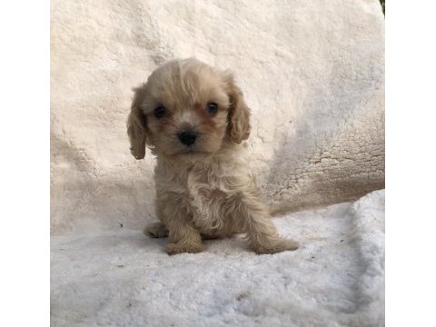 Tüy dökmez koku yapmaz cavapoo yavrular