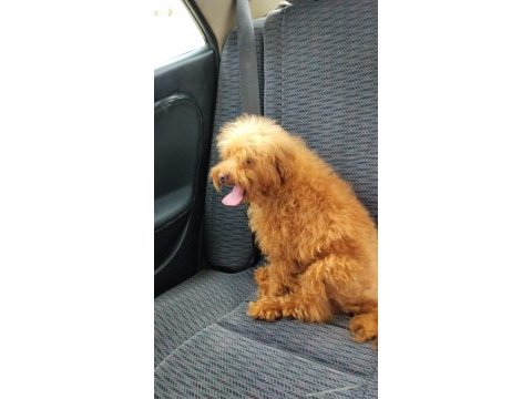7 aylık maltipoo