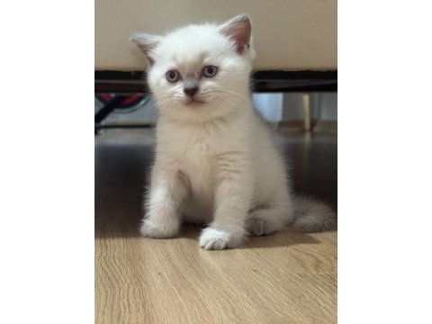 2 aylık scottish fold bluepoint shorthair yavrular