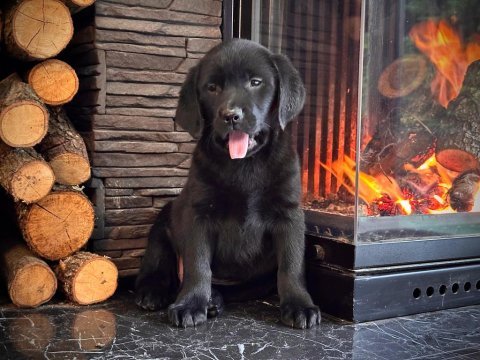 İri patileriyle gerçek labrador retriever yavruları