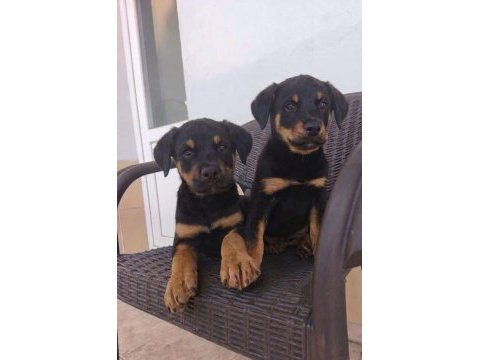 Rottweiler yavruları