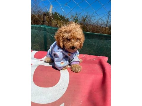 Tüm aşıları bitmiş son 2 kardeş maltipoo