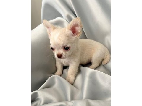 Krem beyaz chihuahua (şivava erkek) bebiş