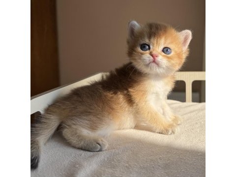 Ny11 ny12 mükemmel kalite golden british shorthair