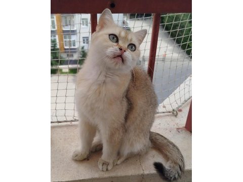 British shorthair ny11 dişi 1.5 yaşında
