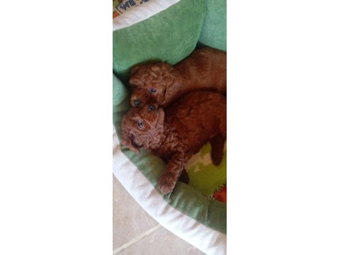 Koyu poodle sevenler kıvır kıvır bebekler