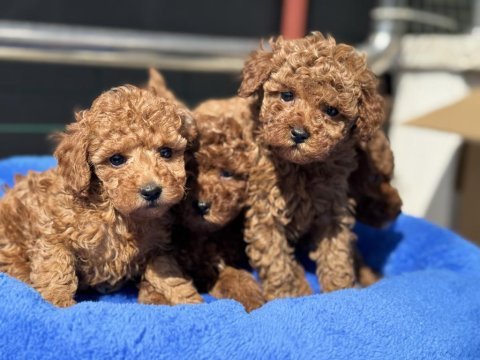 Ankaranın en seçkin redbrown kore toy poodle ları