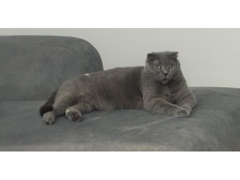 İsmi gibi prenses sakin huylu scottish fold