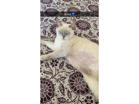 British shorthair 1 yaşında