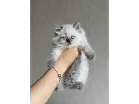 Evinizin neşesi british longhair blue point
