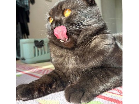 Siyah scottish fold erkek kedi
