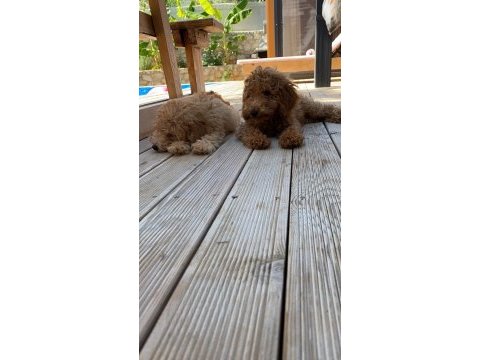 Yavru poodle
