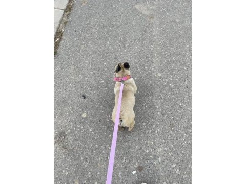 French bulldog fawn dişi