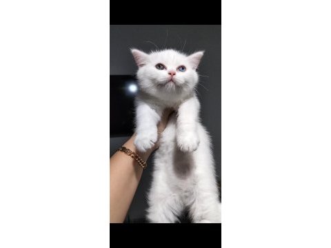 British shorthair w63 odd eyes erkek yavrum teslime hazır