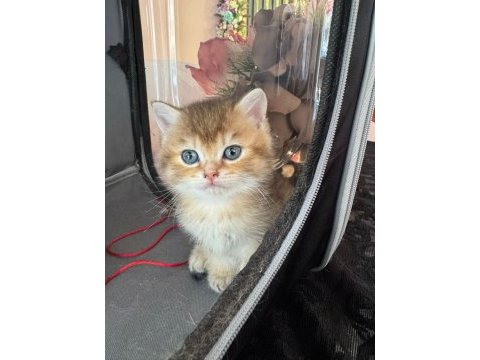 Herkesin bir kedisi olmalı