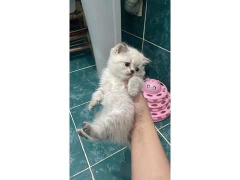 1,5 aylık erkek yavru kediler