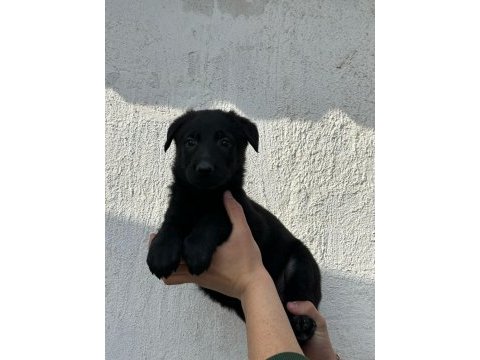 Alman kurdu yavrularımız yeni yuvasını arıyor
