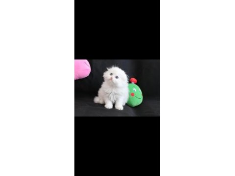 Hodri meydan daha güzeli yok scottish fold