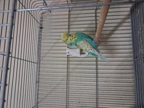 Show jumbo muhabbet kuşu