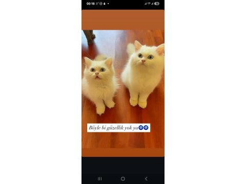 British longhair 5 aylık