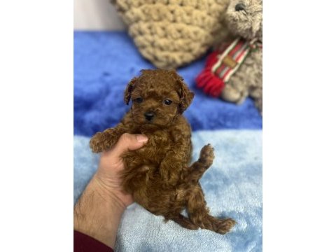Red brown toy poodle yavrular