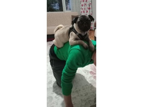 Inanın çok seveceksiniz pug