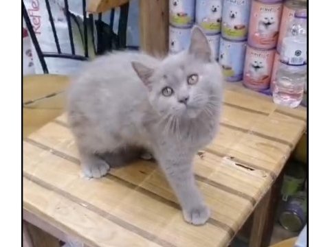 British longhair yavrumuz ırk ve sağlık garantili