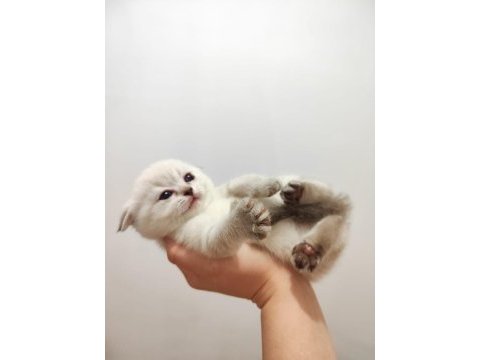 25 günlük 3 adet scottish fold ve anneleri