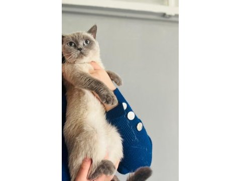 Cins british shorthair kediler