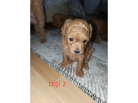 Toy poodle yavrularımız sahiplendirilecek