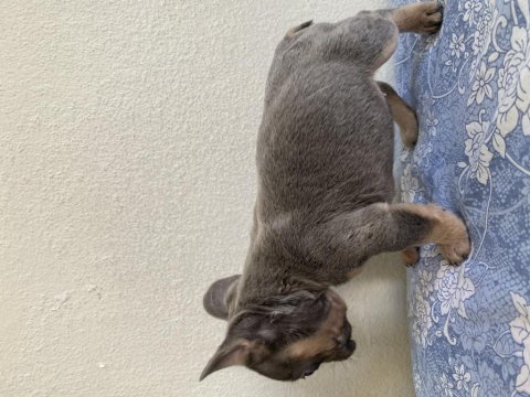 Lilac and tan french bulldog bebekler