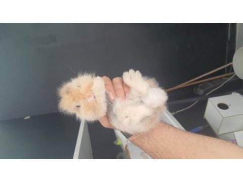 Cüce tavşan hollanda lop tavşan