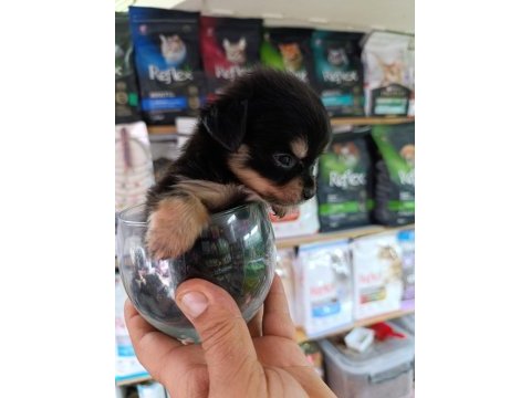 Minnacık teacup longhair chihuahua