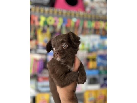 Kalite isteyene çikolata longhair chihuahua bebekler