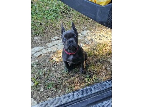 Bakımlı 3.5 aylık eğitimli dişi french bulldog