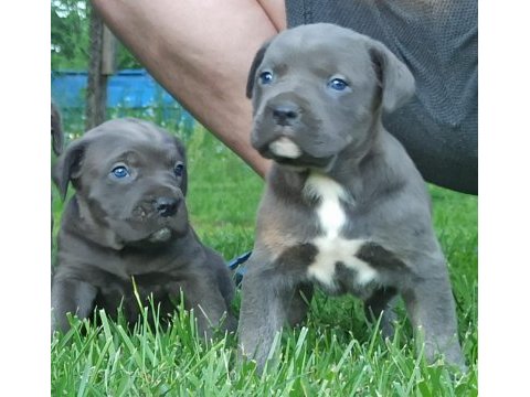 Cane corso yavruları mükemmel arayanlara