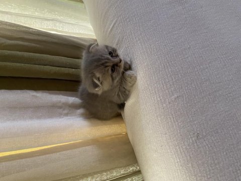 Uygun mama parasına scottish fold