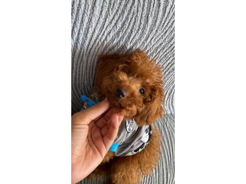 Toy poodle sahiplendirme tuvalet eğitimi vardır