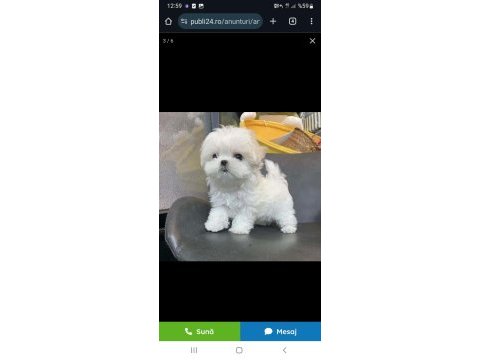 Orjinal safkan morkie