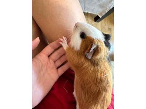 1,5 yaşında 2 tatli ginepig oglumuza omurluk yuva ariyoruz