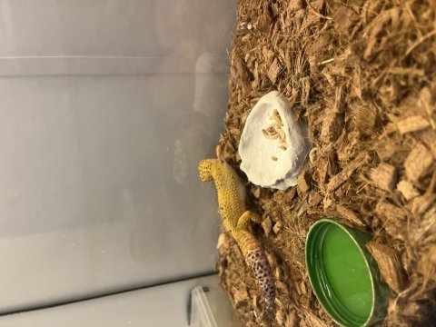 İştahlı 1.5 2 yaşında gecko