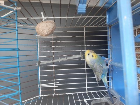 Dişi muhabbet kuşu