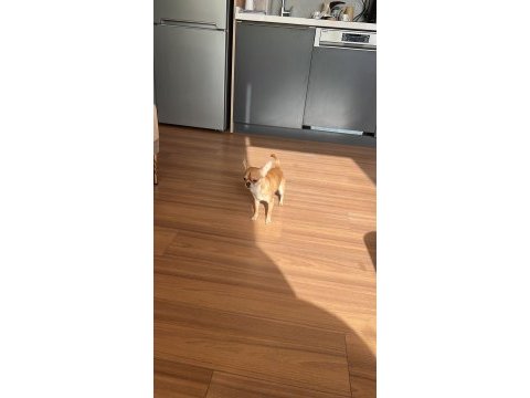 Chihuahua 8 aylık çipli erkek yavrumuz